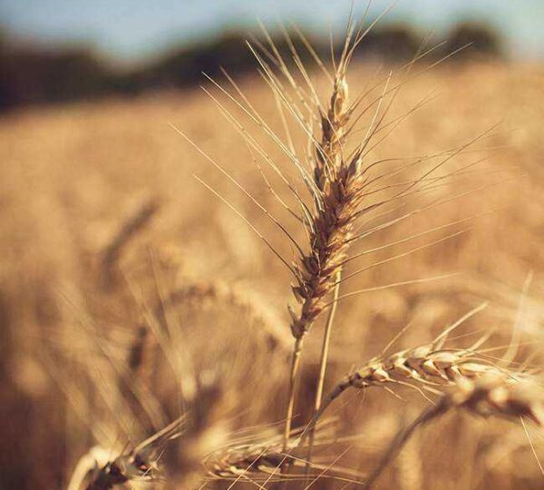 Agricultura & Pecuária (Secção Especial)